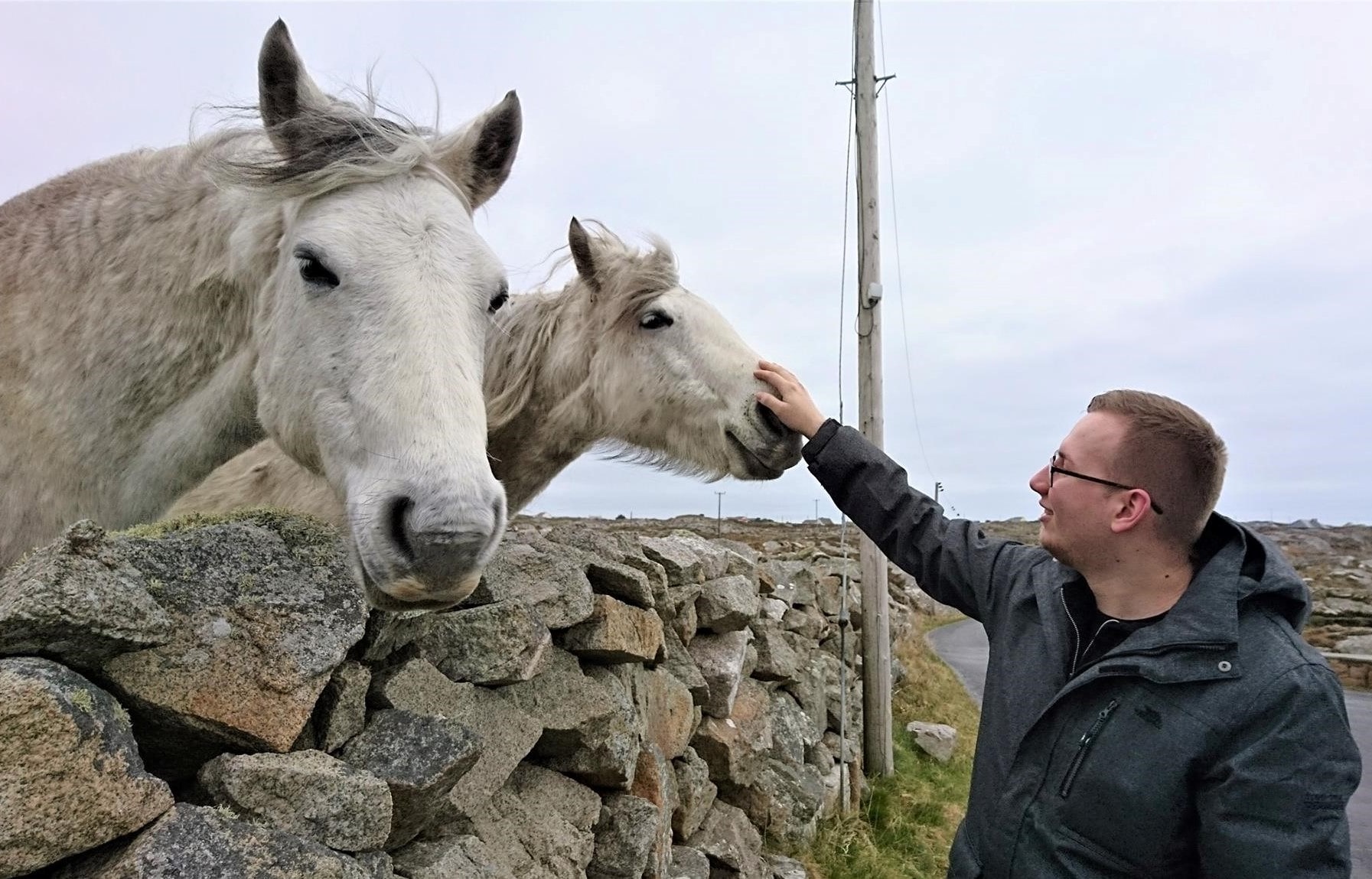 With Conemara horses